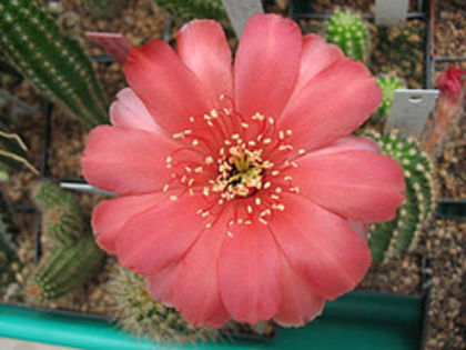 1476710167_379749bb0e_m - COLECTIE EPYPHYLLUM APROCACTUS