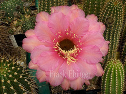 1477024213_594d56b03a_m - COLECTIE EPYPHYLLUM APROCACTUS