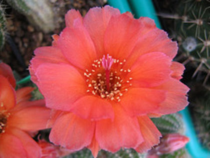 1477555374_86f2297b87_m - COLECTIE EPYPHYLLUM APROCACTUS