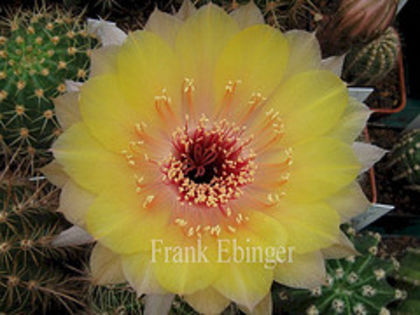 1477881286_f1d1deed54_m - COLECTIE EPYPHYLLUM APROCACTUS