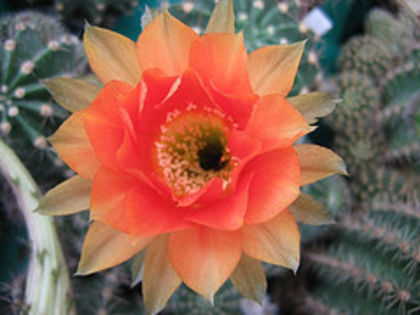 1477895956_91acdb41b6_m - COLECTIE EPYPHYLLUM APROCACTUS