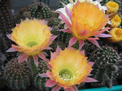 1569516932_b96d3adb39_m - COLECTIE EPYPHYLLUM APROCACTUS