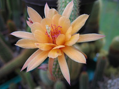 chamaecereus