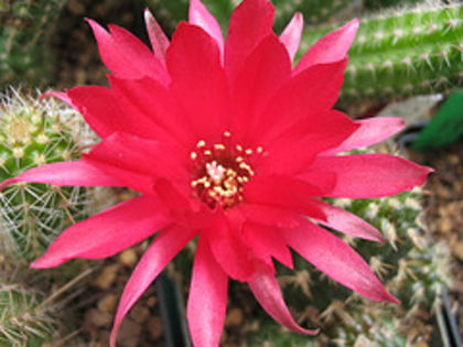 1476697191_7798d7affc_m - COLECTIE EPYPHYLLUM APROCACTUS