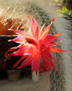 14468317841_a16bd241de_m - COLECTIE EPYPHYLLUM APROCACTUS