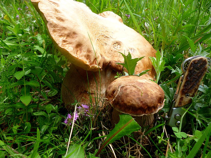 hribi - Foto--peisaje_animale