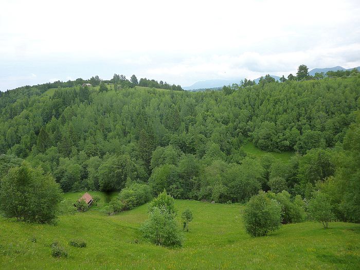 valea mielului