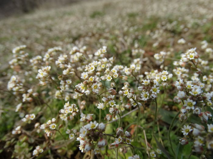 DSC09588 - Plante in natura