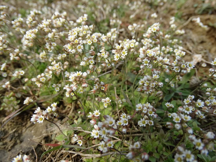 DSC09585 - Plante in natura