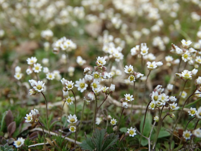 DSC09582 - Plante in natura