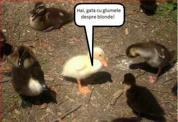 - Bancuri si voie buna