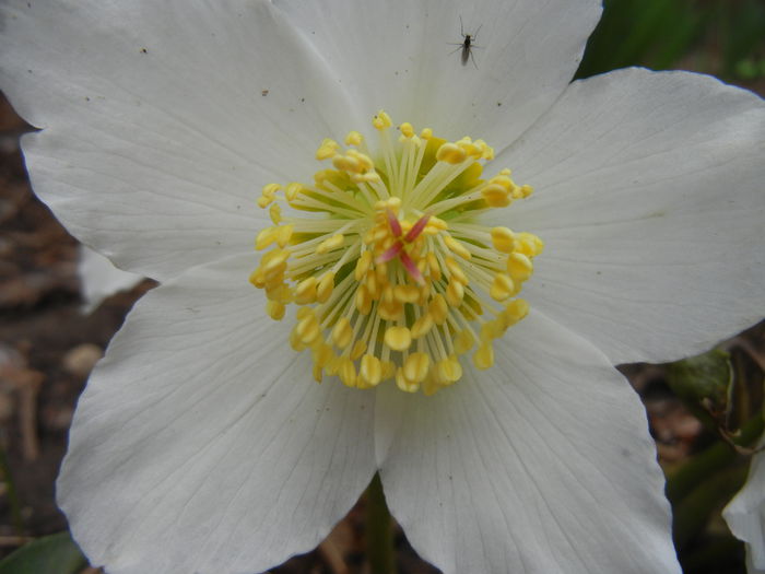 Helleborus Niger (2015, March 15) - HELLEBORUS Niger