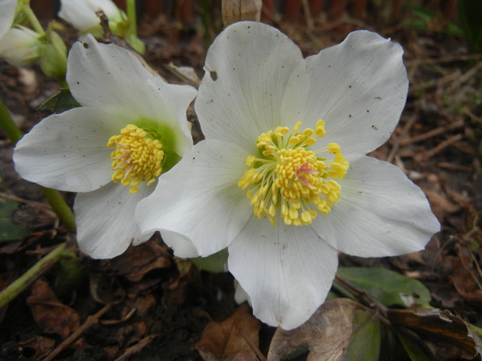 Helleborus Niger (2015, March 15)