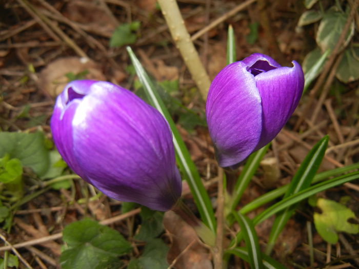 Crocus Remembrance (2015, March 15) - Crocus Remembrance