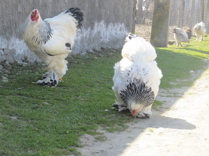 IMG_0100 - Brahma Herminat Deschis matca 2015