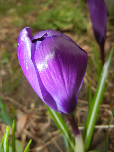 Crocus Flower Record (2015, March 15)