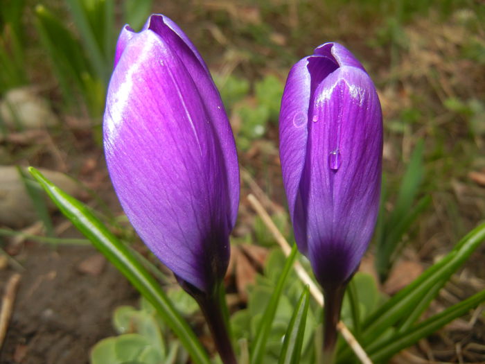 Crocus Flower Record (2015, March 15)