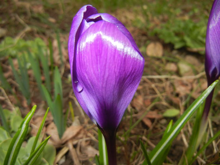 Crocus Flower Record (2015, March 15)