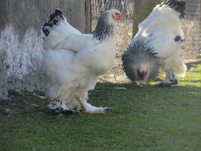 IMG_0107 - Brahma Herminat Deschis matca 2015