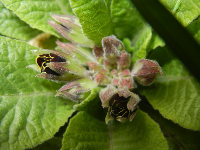 Primula elatior Gold Lace (2015, Mar.15) - PRIMULA Elatior Gold Lace