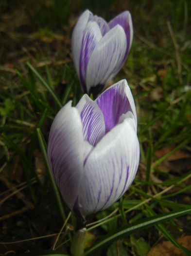 Crocus Pickwick (2015, March 16)