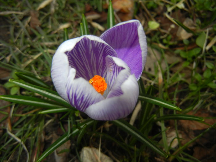 Crocus Pickwick (2015, March 16)
