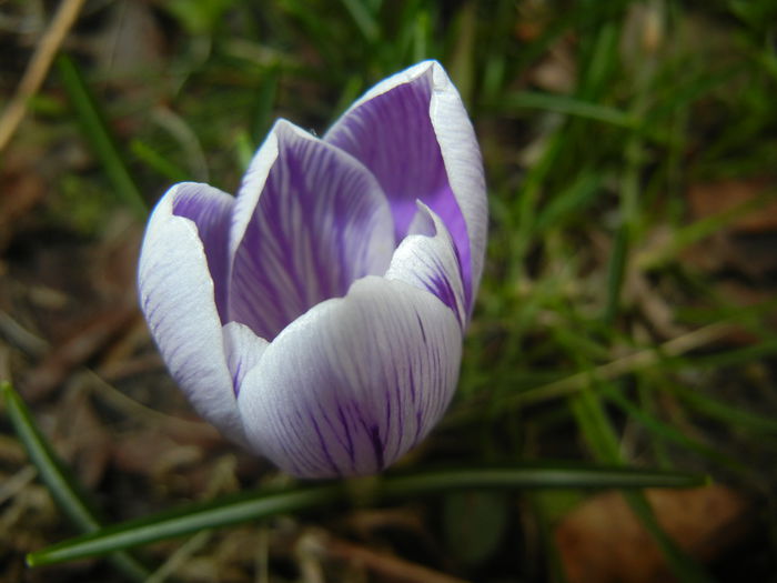 Crocus Pickwick (2015, March 16)