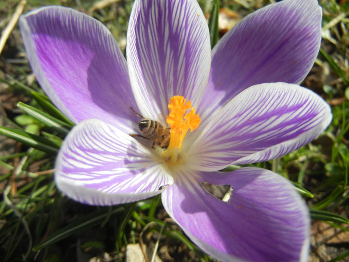 Crocus Pickwick (2015, March 16)