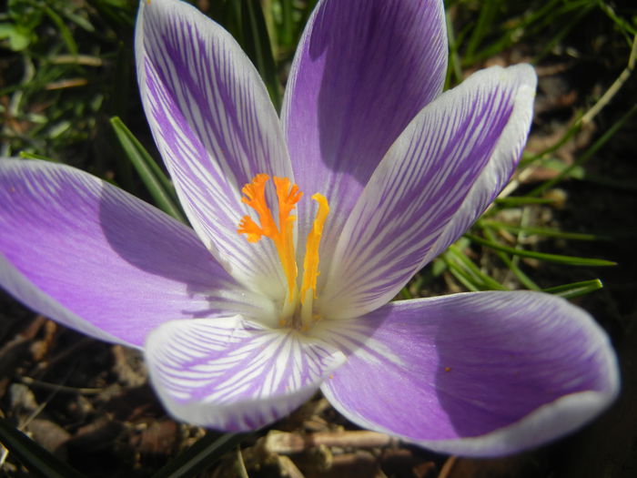 Crocus Pickwick (2015, March 16)