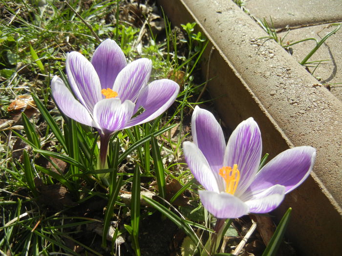 Crocus Pickwick (2015, March 16)