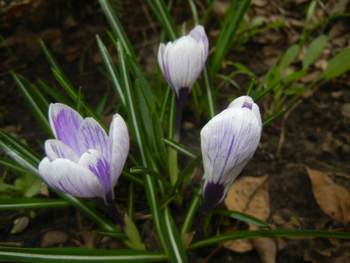 Crocus King of the Striped (2015, Mar.16)