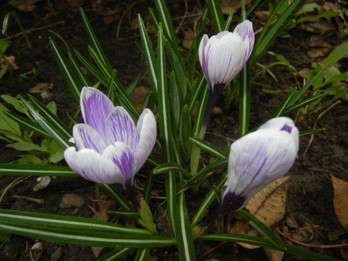 Crocus King of the Striped (2015, Mar.16)