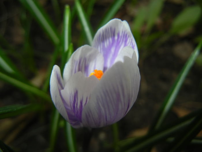 Crocus King of the Striped (2015, Mar.16)