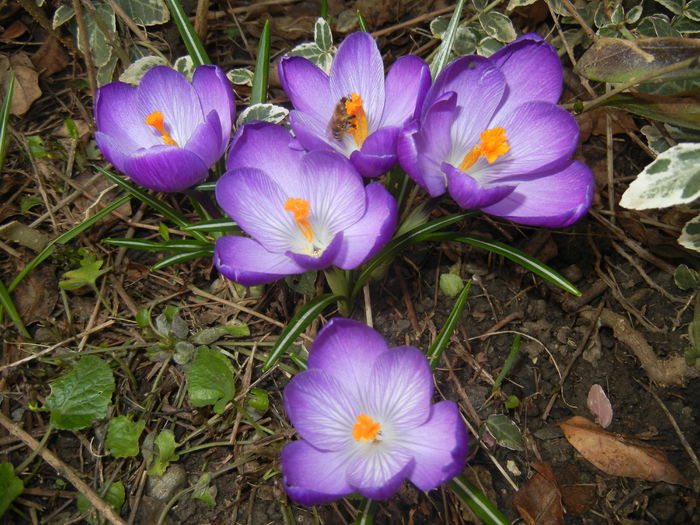 Crocus Remembrance (2015, March 16) - Crocus Remembrance