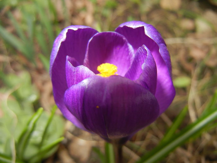 Crocus Flower Record (2015, March 16)