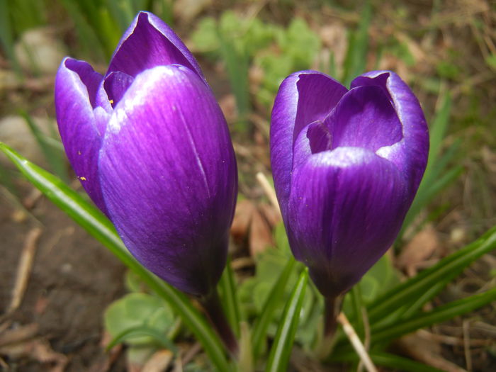 Crocus Flower Record (2015, March 16) - Crocus Flower Record