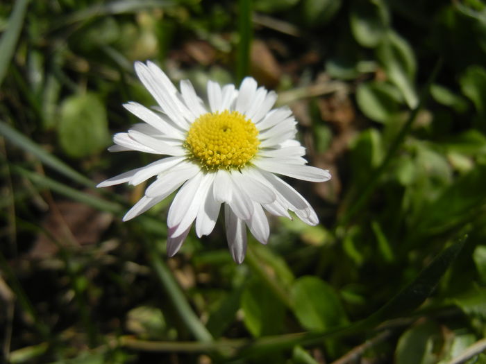 Bellis perennis (2015, March 16) - BELLIS Perennis