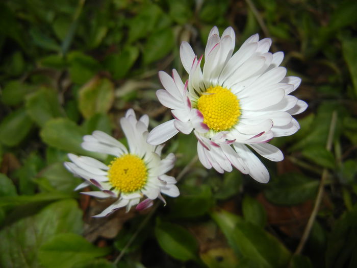 Bellis perennis (2015, March 16) - BELLIS Perennis