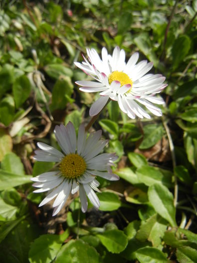 Bellis perennis (2015, March 16) - BELLIS Perennis