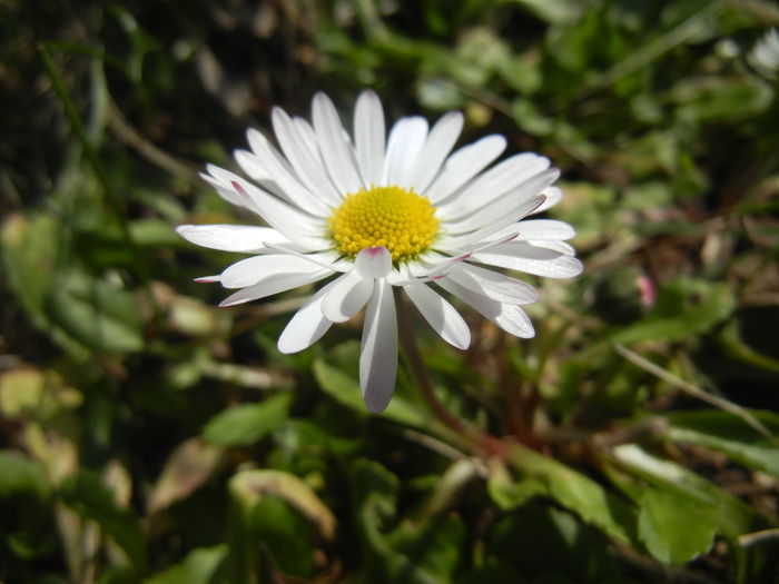 Bellis perennis (2015, March 16) - BELLIS Perennis