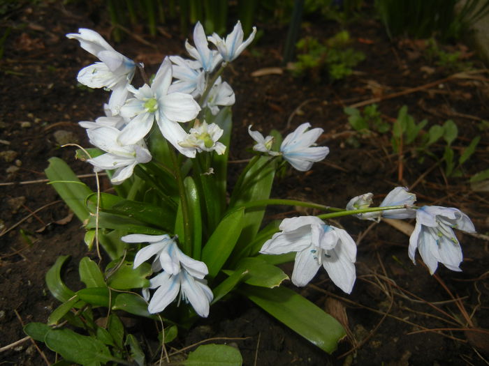 Scilla tubergeniana (2015, March 16)