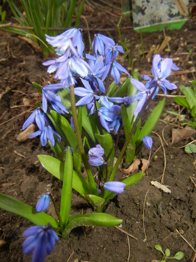 Scilla siberica (2015, March 16)