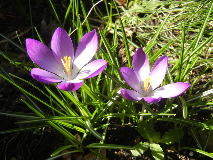 Crocus tommasinianus (2015, March 16) - CROCUS Tommasinianus