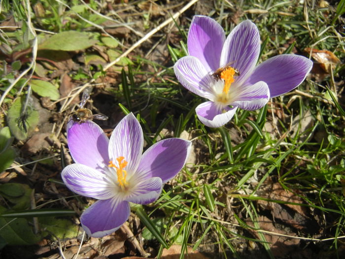 Crocus Pickwick (2015, March 16) - Crocus Pickwick