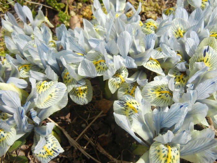 Iris Katharine Hodgkin (2015, March 16)