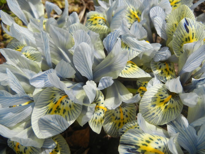 Iris Katharine Hodgkin (2015, March 16)