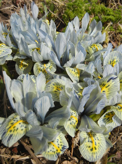 Iris Katharine Hodgkin (2015, March 16)