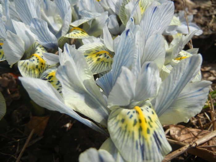 Iris Katharine Hodgkin (2015, March 16)