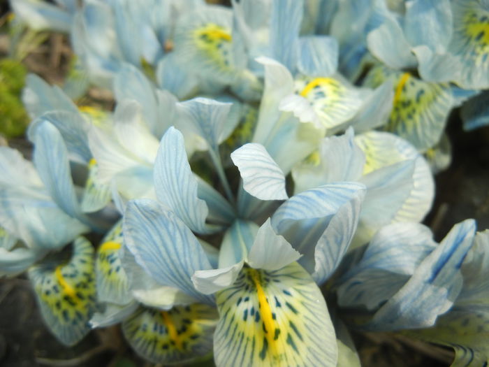 Iris Katharine Hodgkin (2015, March 18)