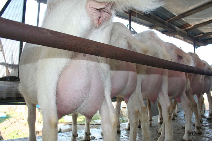 capre saanen la prima fatare; capre saanen la prima fatare
